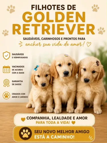 Golden filhote 