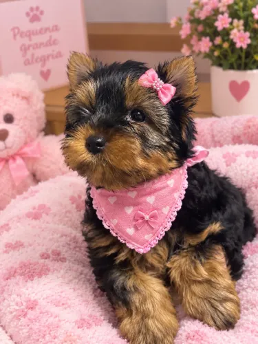 Filhotes de Yorkshire fêmea terrier padrão!