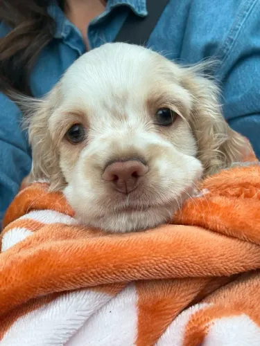 Cocker spaniel lindo e saudavel