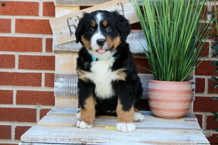 Bernese | Filhotes encantadores