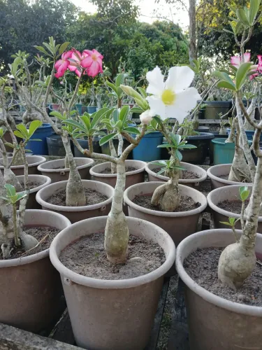 Rosa do Deserto