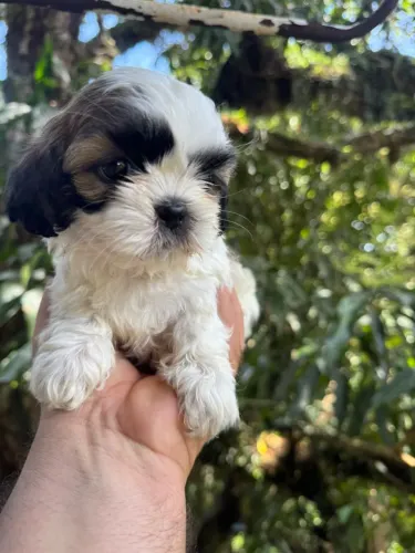 Shih-tzu miniatura com pedigree (venda)