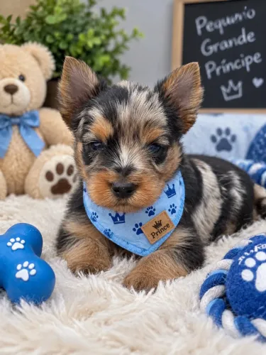 Yorkshire macho mini Black merle ?! Perfeito