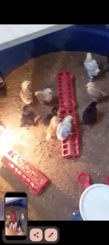 Pintinhos brahma de 7 dias 14 e 35 dias, todos vacinados e vermifugado 