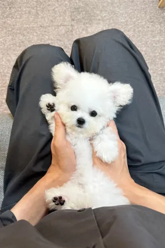Bichon Frise 