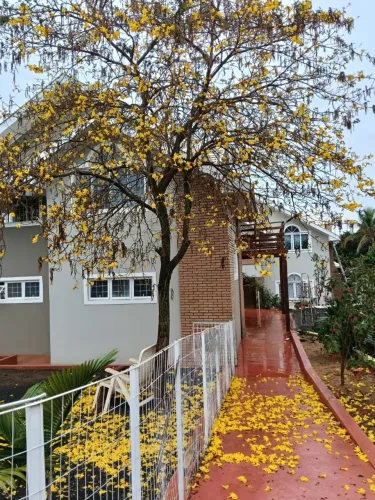 Aluguel + Sobrado + Salão de Festas + Piscina + Represa em Alvorada do Sul Paraná.