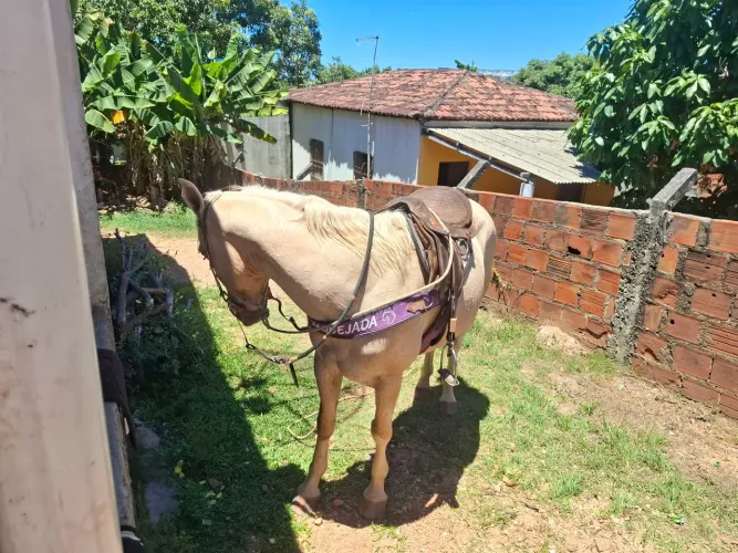 Cavalo misticinho