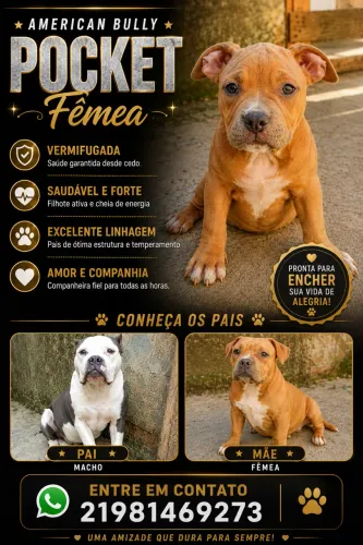 Linda fêmea de american bully pocket 