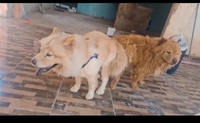 Vendo Chow Chow grávida
