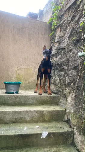 Filhotes de doberman 