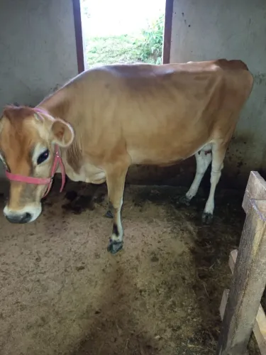 Vacas gersey