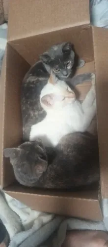 Gatos para doação