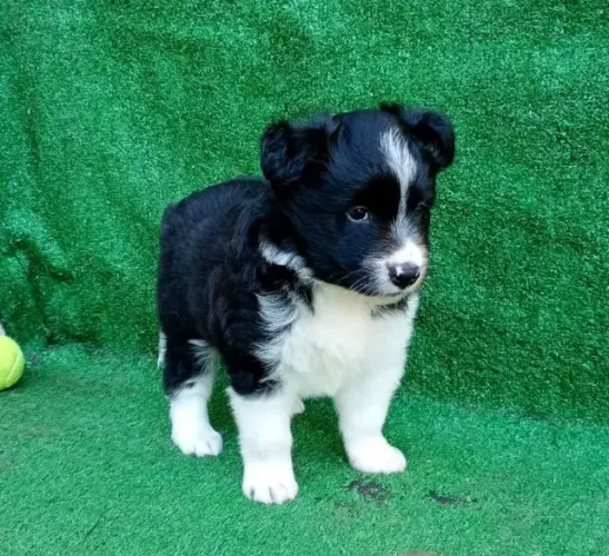 Filhote de Border Collie macho (2)