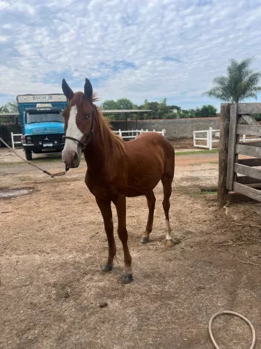 Cavalo