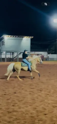 Cavalo QM Três tambores