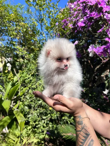 Lulu da pomerania Macho Promoção