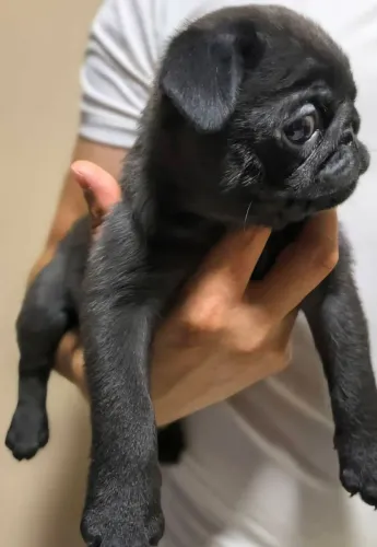 Pug