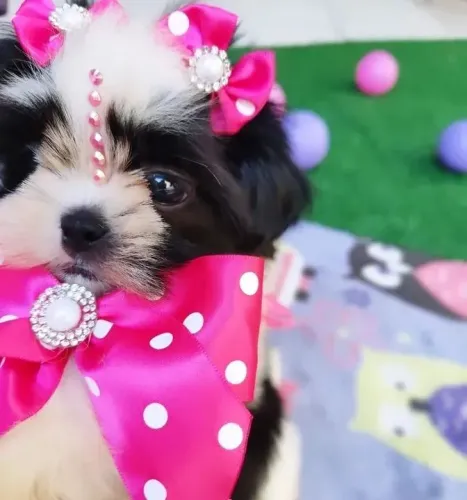 Shih Tzu Mais do que fofura, uma amizade para a vida inteira