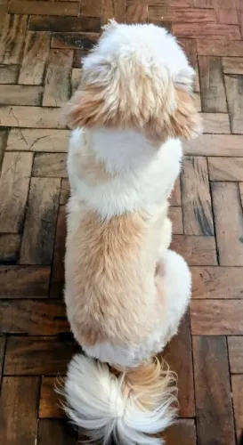 Vendo shih tzu 