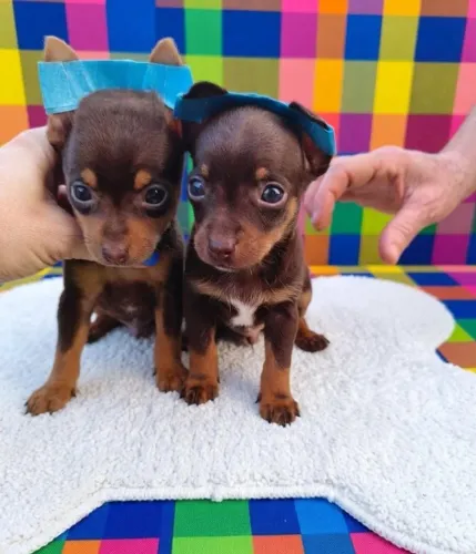 Pinscher Mini Chocolate