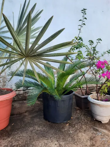 Plantas