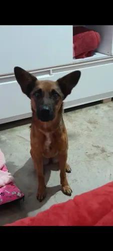 Doação de cachorra