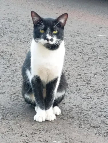 Casal de gatinhos inseparáveis