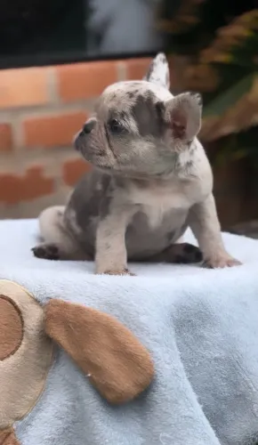 Filhote Bulldog Frances Merle Exotico