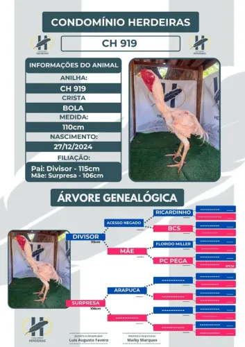 Ovos Índio Gigante