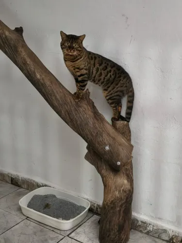 Procuro gata fêmea da raça bengal para tirar raça!!