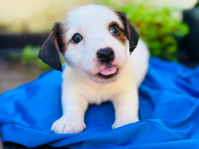 Filhotes de Jack Russell Terrier Com Pedigree Disponíveis