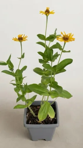 Vendo Plantas Girassol
