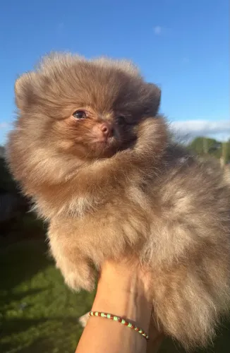 Macho Chocolate Diluído Lulu da Pomerania Anão Ursinho
