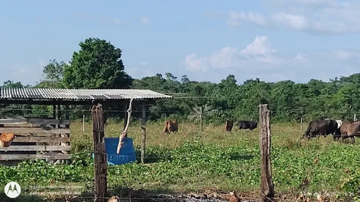 R$300 mil 25 hectares com pasto e igarapé a 23 km de Castanhal