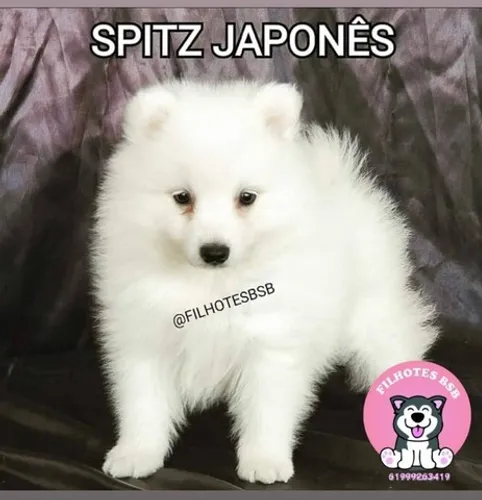 Spitz Japonês pedigree CBKC 12x sem juros Envio grátis