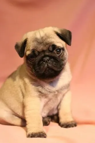 Filhote de pug contate-nos