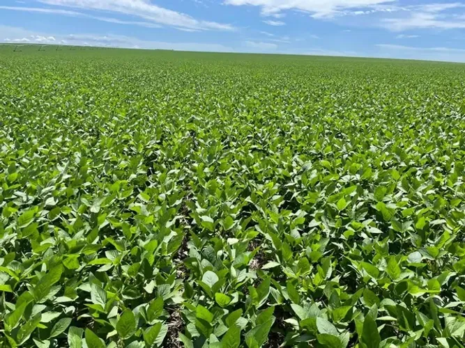 Fazenda de 14.908 ha em Itiquira-MT