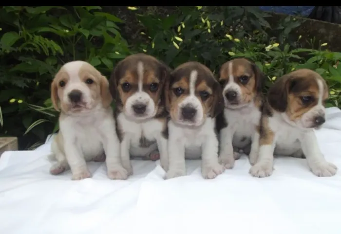 Beagle lindos fêmeas e machinhos c garantias em contrato