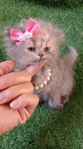Gato persa macho e fêmea filhotes a venda vacinados 