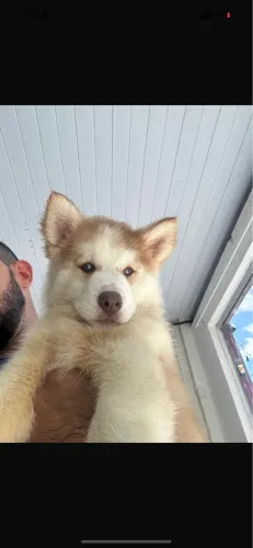 Filhote de husky siberiano fêmea 