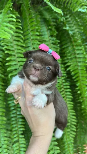 Chihuahua. Excelente linhagem. Para os amantes da raca! Uma princesa para reserva!