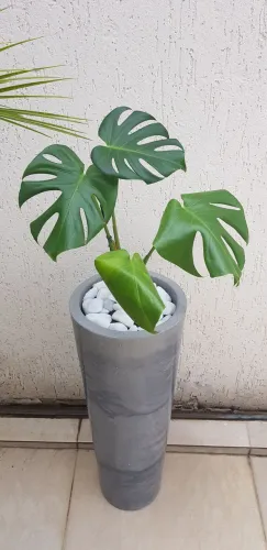 Costela de Adão monstera deliciosa