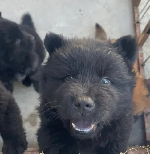 Filhotes chow chow