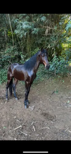 Cavalo castrado