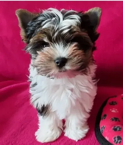 Biewer Terrier fêmea micro ,Ideal para Ambientes Internos