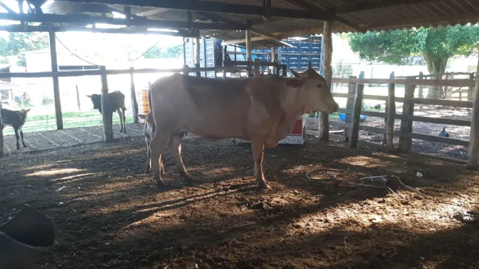 Vaca caracu