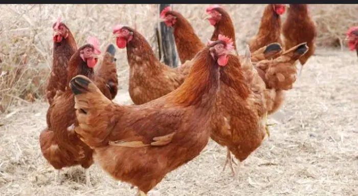 Frangotas de Embrapa 051 com média de 60 dias