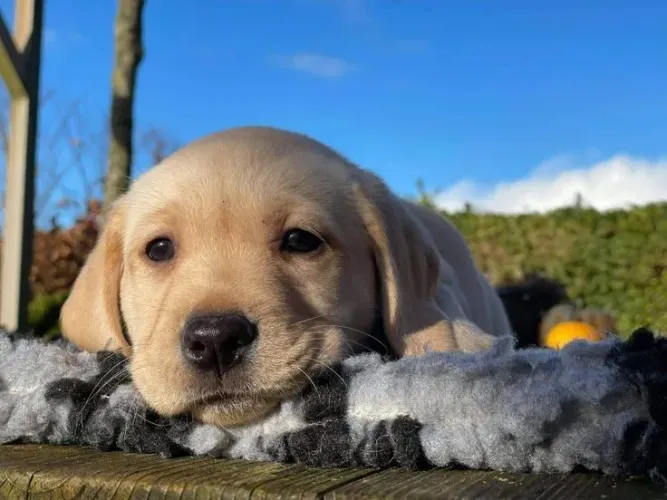 Labrador Filhotes 