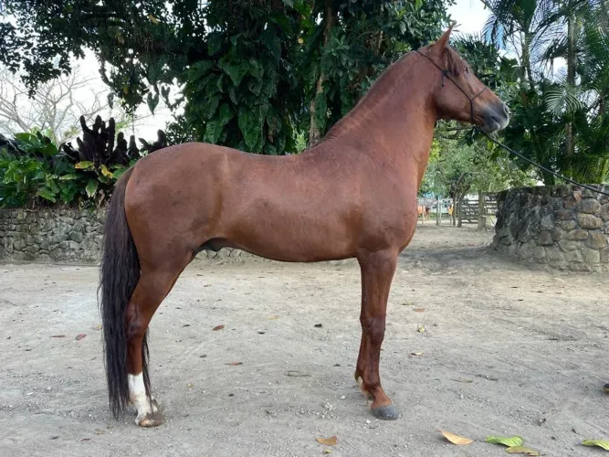 CAVALO MARCHA PICADA