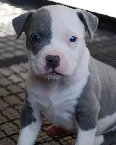 Filhote Pitbull pirata cinza 